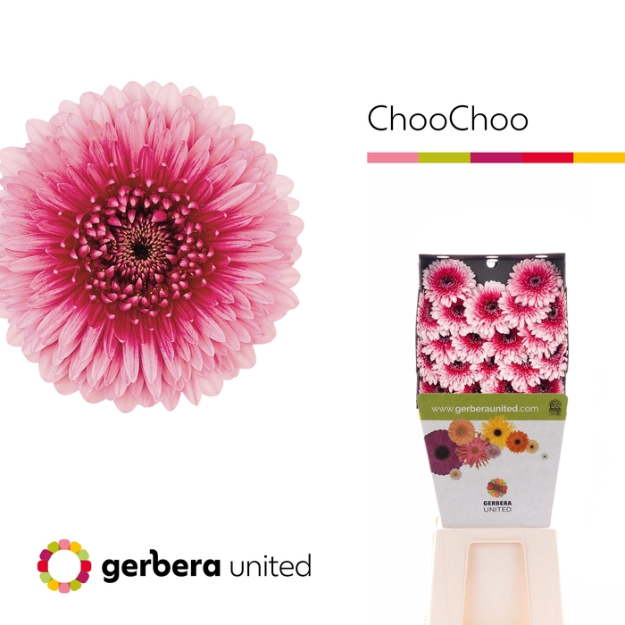 <h4>Germini Pomponi Choochoo Diamond</h4>