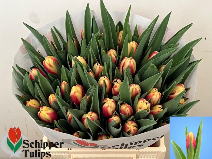 <h4>TU EN  GO MAX</h4>