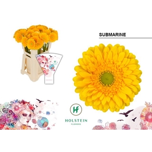 Gerbera Submarine Water x40