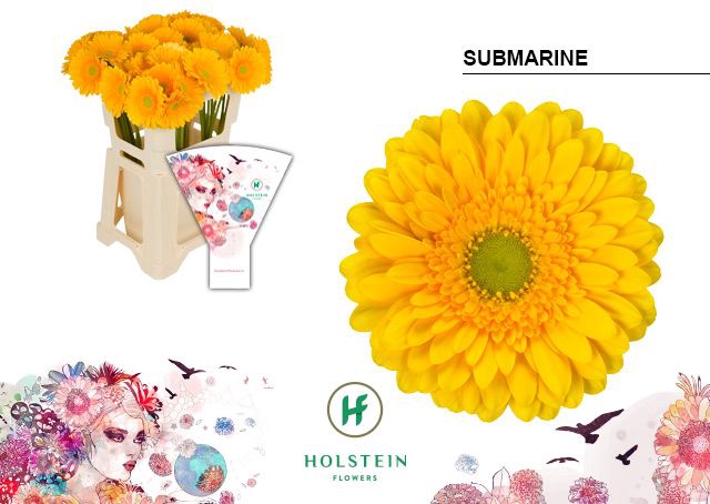 <h4>Gerbera Submarine Water x40</h4>