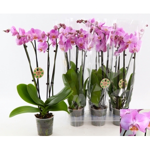 PHAL OV ROZE