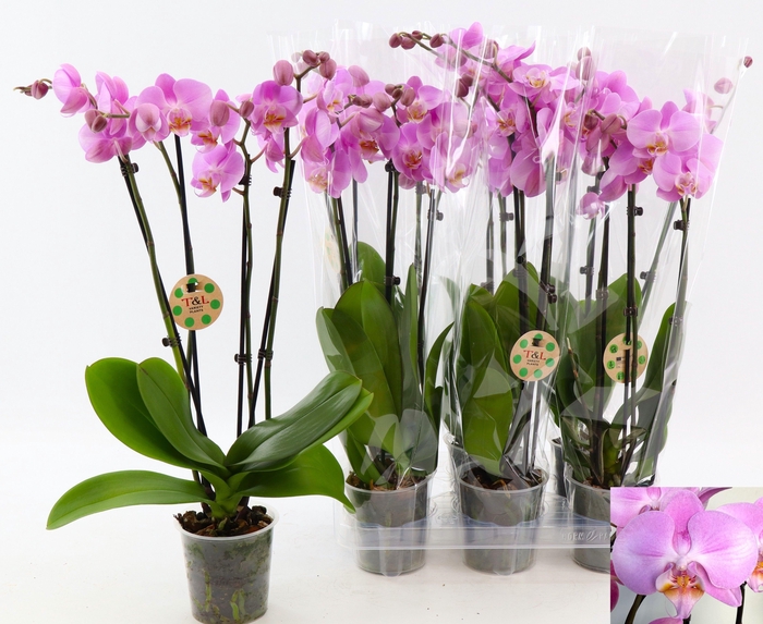 <h4>PHAL OV ROZE</h4>