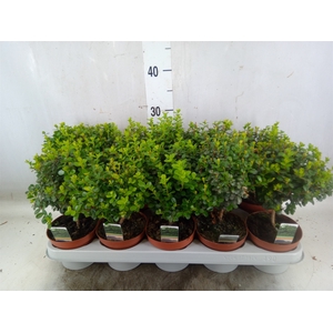 Myrsine africana