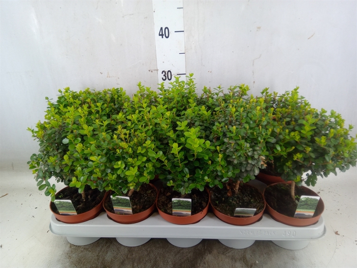 <h4>Myrsine africana</h4>