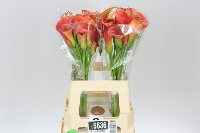 <h4>Zant Sunset Passion</h4>