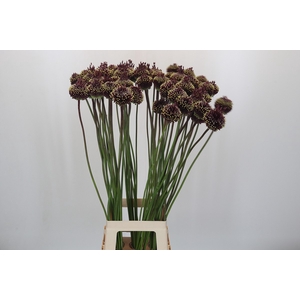 Allium Red Mohican