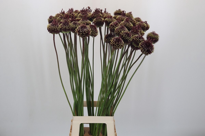 <h4>Allium Red Mohican</h4>