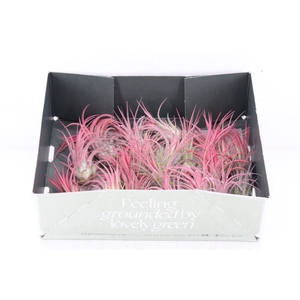 arr3 CP - Till. Ionantha rood x20