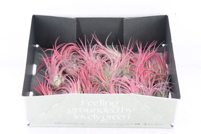 <h4>arr3 CP - Till. Ionantha rood x20</h4>