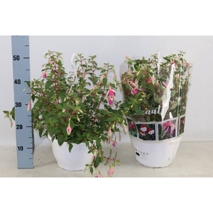 FUCHSIA OV