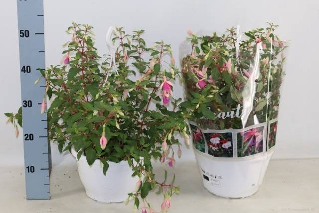 <h4>FUCHSIA OV</h4>