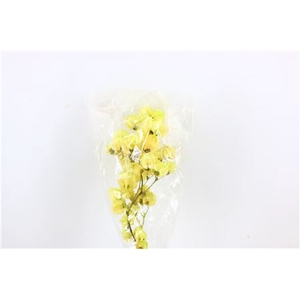 Dried Bougainvillea 55cm L. Green Bunch