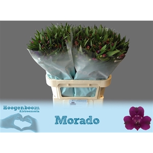 Alstroemeria Morado 50 gram