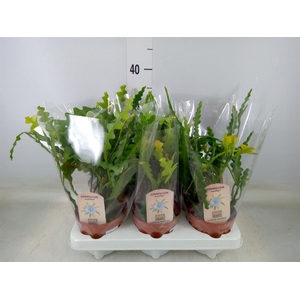 Epiphyllum anguliger