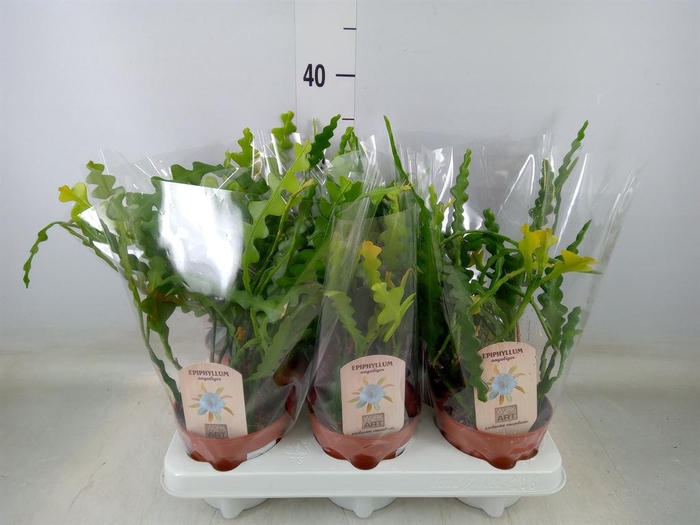 <h4>Epiphyllum anguliger</h4>