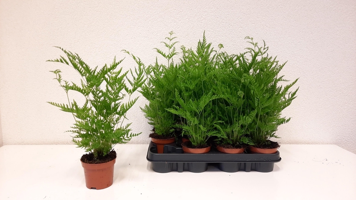 <h4>PTERIS STRAMINEA</h4>