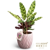 CALATHEA SPECIES P12 INSIGNIS LEAF ROSA