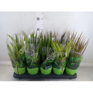 Planten Groen   ...mix  6