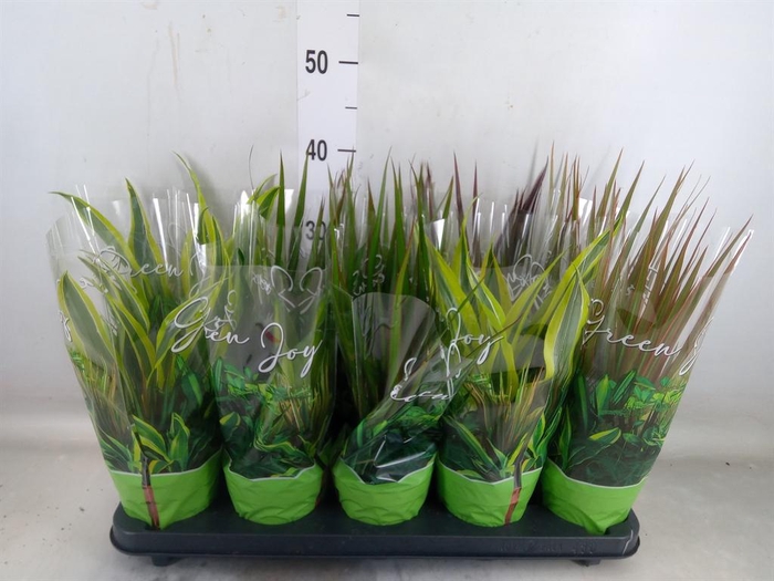 <h4>Planten Groen   ...mix  6</h4>