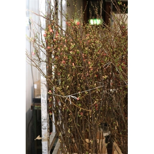 Chaenomeles Japonica