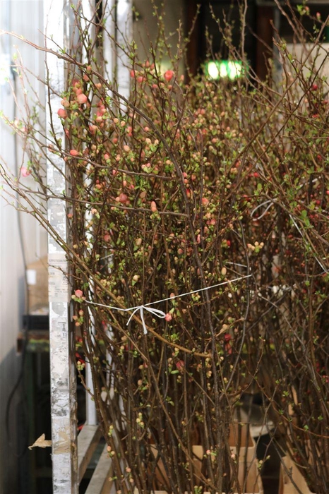 <h4>Chaenomeles Japonica</h4>