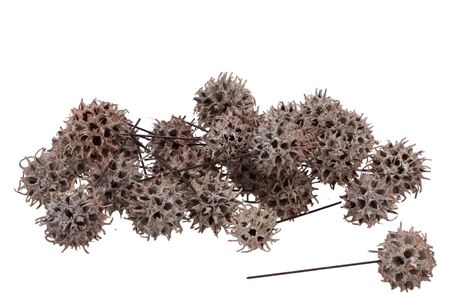 <h4>Pick Nature Amberbaum White On Wire P/100</h4>