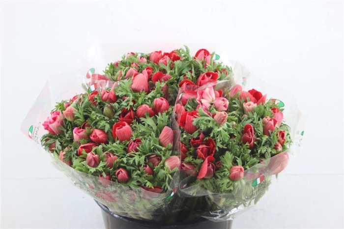 <h4>Anem Ex Red</h4>