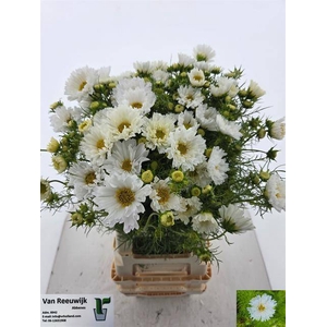 COSMOS BIPINNATUS