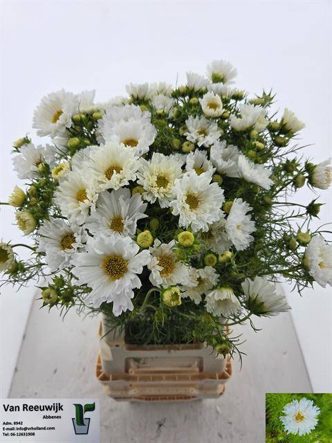 <h4>COSMOS BIPINNATUS</h4>