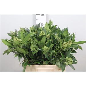 Skim C Kew Green Bs Xxl