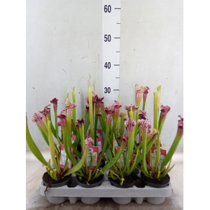 Sarracenia   ...