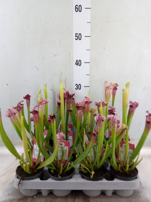 <h4>Sarracenia   ...</h4>