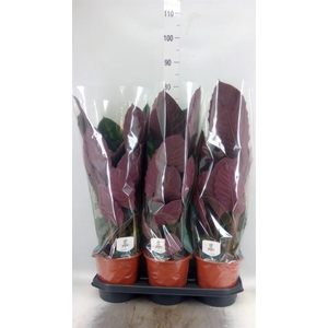 Calathea warscewiczii