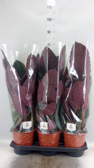 <h4>Calathea warscewiczii</h4>