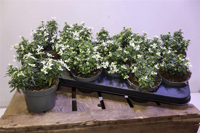 <h4>Iber Sempervirens</h4>