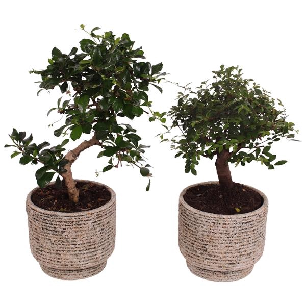 <h4>Bonsai Indoor Mix Ø12cm Mix B/S Shape in Ø14cm Ceramic NT567</h4>