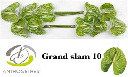 <h4>Anth Xl Grand Slam Long Stem</h4>