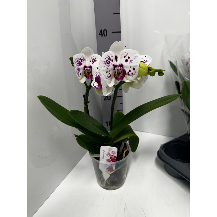 <h4>Phala Boho Love Rodin 12Ø 45cm 2st 15fl</h4>