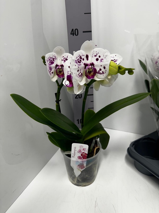 Phala Boho Love Rodin 12Ø 45cm 2st 15fl