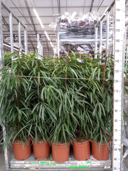 <h4>Ficus binn. 'Alii'</h4>