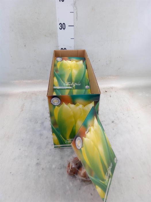 <h4>Tulipa ...flowerbulbs</h4>