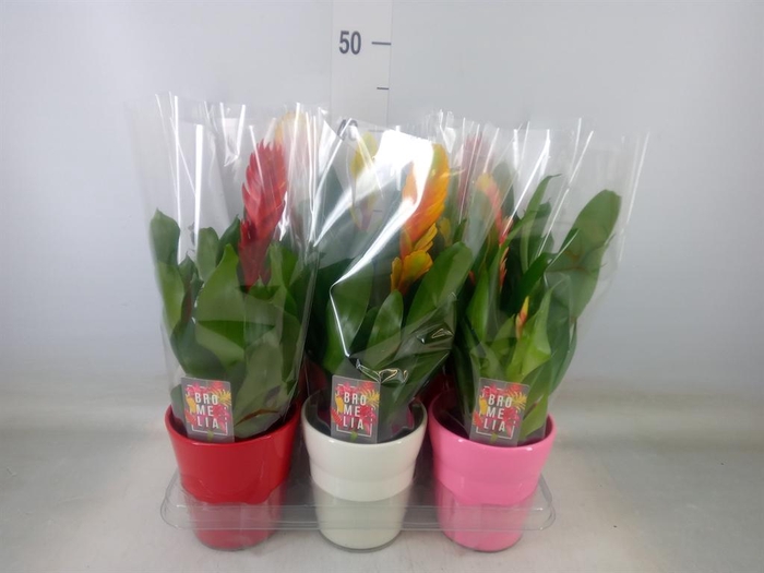 <h4>Vriesea   ...mix 6</h4>