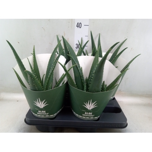 Aloe  'Equator'