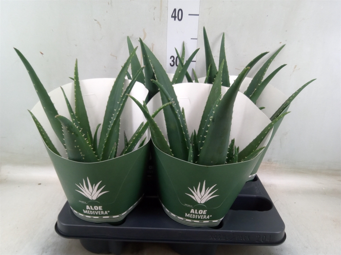 <h4>Aloe  'Equator'</h4>