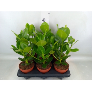 Clusia rosea 'Princess'