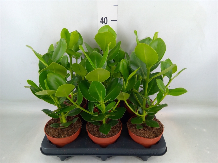 <h4>Clusia rosea 'Princess'</h4>
