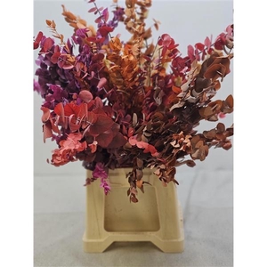 GESTABILISEERD EUC STUARTIANA MIX IN DE DOOS