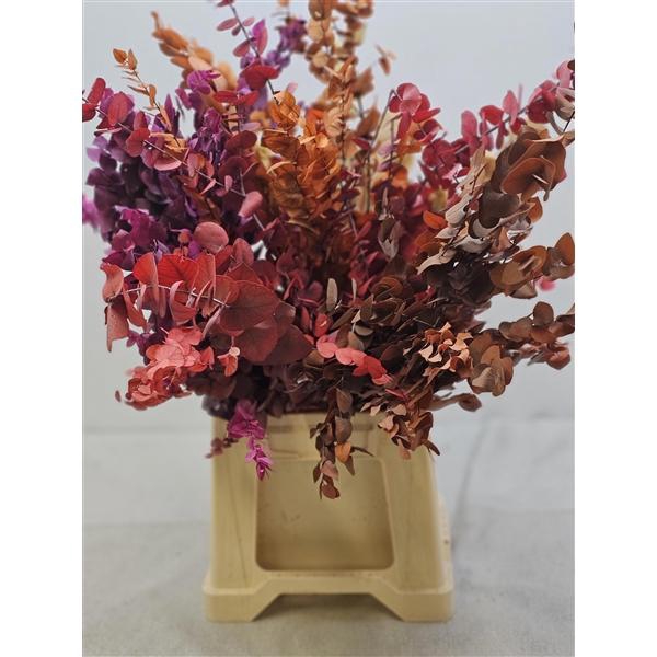 <h4>GESTABILISEERD EUC STUARTIANA MIX IN DE DOOS</h4>