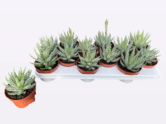 <h4>ALOE HUMILIS</h4>