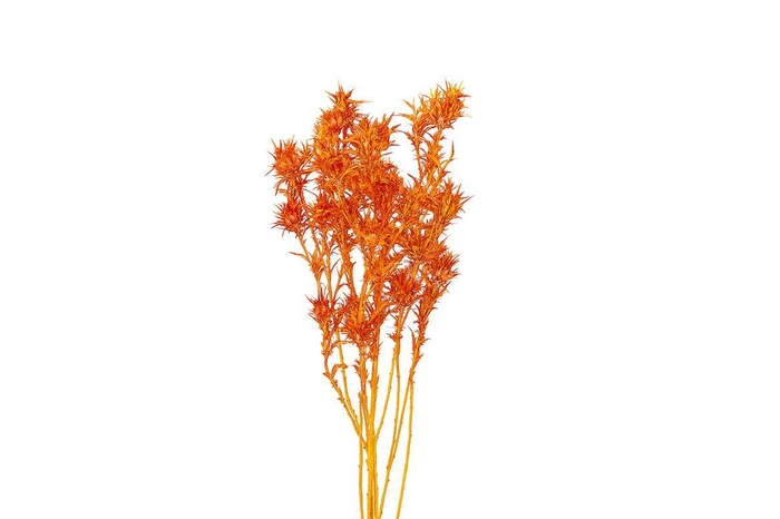 Dried Artz Cardi Picasso Bunch